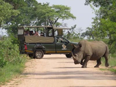 Kruger National Park Morning Safari - Wildlife viewing built around a real guide, not just a drive