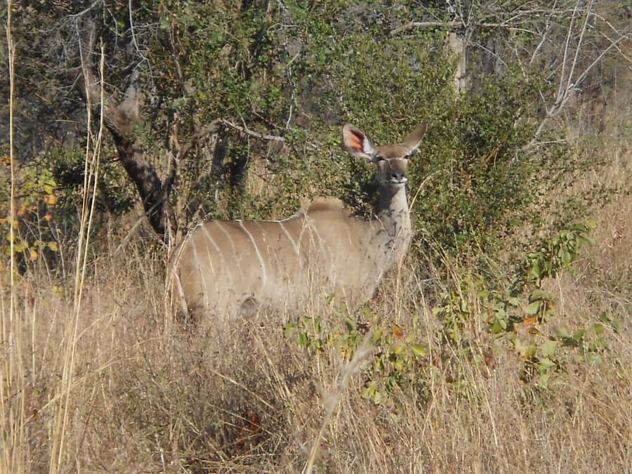 Kruger National Park Morning Safari - What you’ll learn beyond animals: bushveld life and human presence