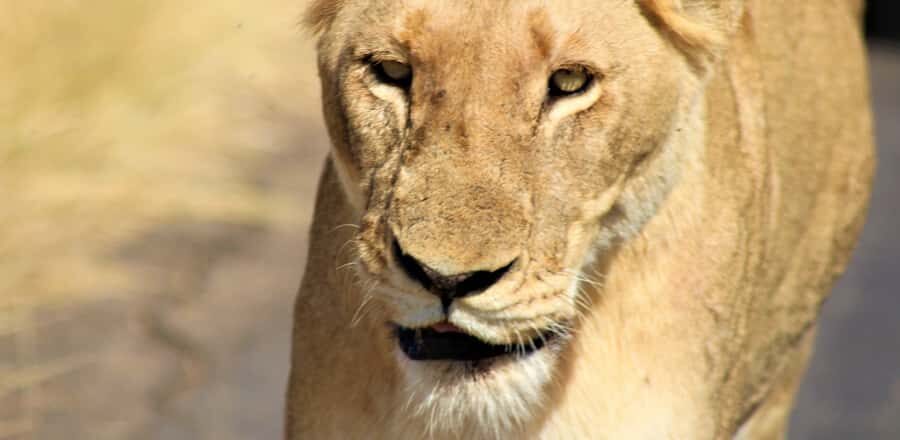 Kruger National Park Morning Safari - Animals you can reasonably expect to see