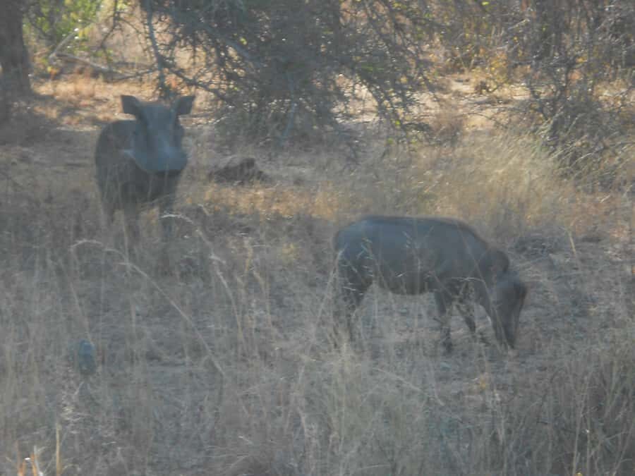 Kruger National Park Morning Safari - Quick tips: what to bring and how to prep