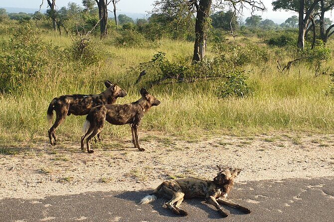 Kruger National Park & Panorama Route From Johannesburg 3 Days & 2 Nights - Day 2 in Kruger: sunrise hunting, breakfast break, and camp lunch