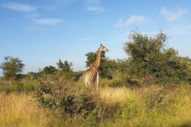 Kruger National Park & Panorama Route From Johannesburg 3 Days & 2 Nights - Food, Comfort, and the Small-Group Pace (where this tour feels easy)