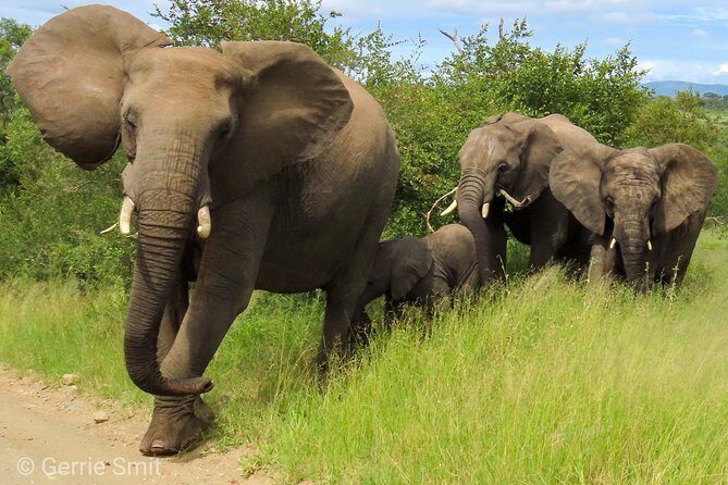Kruger National Park - Private 3 day, 2 night safari trip. - Key highlights to know before you go