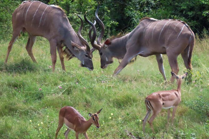 Kruger National Park - Private 3 day, 2 night safari trip. - A Skukuza Private Safari That Works Like a Small Operation
