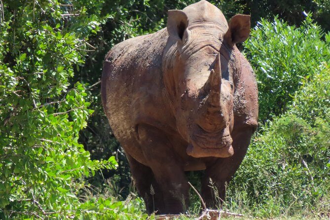 Kruger National Park - Private 3 day, 2 night safari trip. - The Safari Days: Sunset Drives, a Full Day in the Park, and Optional Night Moves