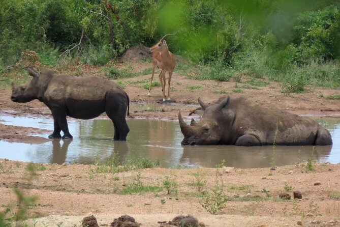 Kruger National Park - Private 3 day, 2 night safari trip. - Who Should Choose This Kruger 3-Day Private Trip?