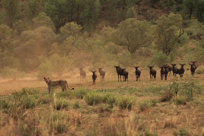 Kruger National Park Private Full-Day Safari - Private Safari Vehicle & Guide - Best For Who? (And Who Might Want a Different Safari Style)