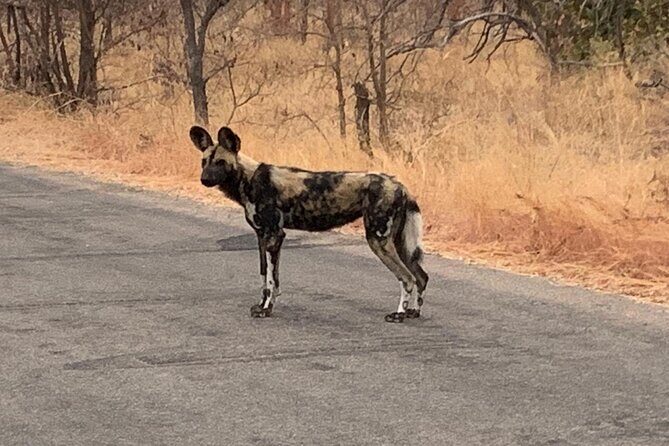 Kruger National Park Private Guided Tour - Park Entry, Passport, and Age Rules You Should Not Ignore