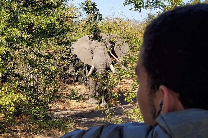 Kruger National Park Private Guided Tour - What Your Guide Adds: The Difference Between Watching and Experiencing