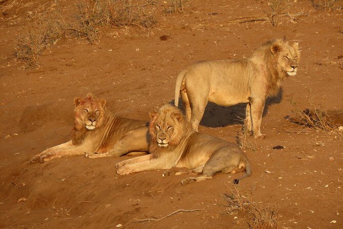 Kruger National Park - Private Sunrise Half day Safari trip. - Sunrise timing: why this half-day feels like the whole park