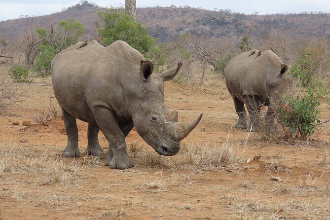 Kruger National Park - Private Sunrise Half day Safari trip. - Stop 1 at Phabeni Gate: crossing into Kruger at first light