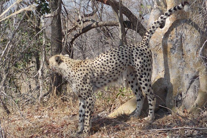 Kruger National Park - Private Sunrise Half day Safari trip. - Stop 2 inside Kruger: the search for Big Five, Little Five, and more