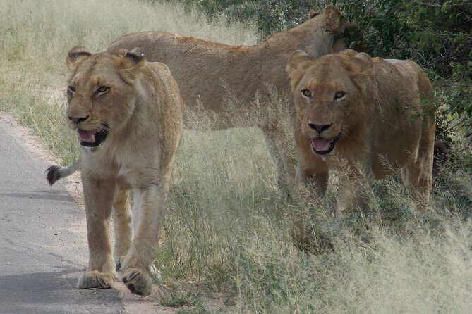 Kruger National Park - Private Sunrise Half day Safari trip. - Stop 2 comfort breaks: using the main rest camp time well