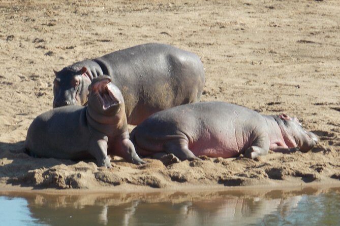 Kruger National Park - Private Sunrise Half day Safari trip. - Stop 3 back to Hazyview: planning your rest of the day
