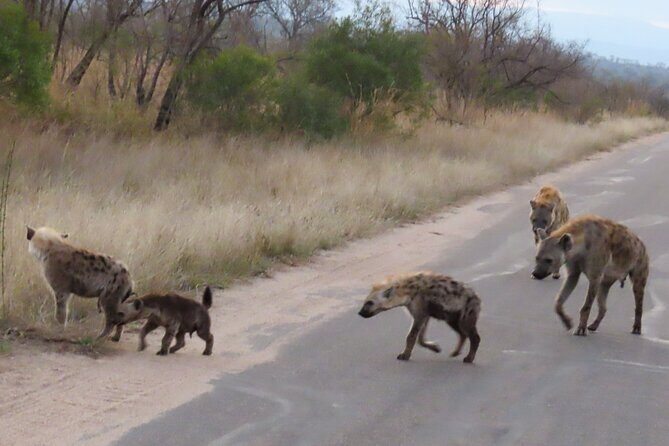 Kruger National Park - Private Sunrise Half day Safari trip. - Price and value: what $163.34 really buys you