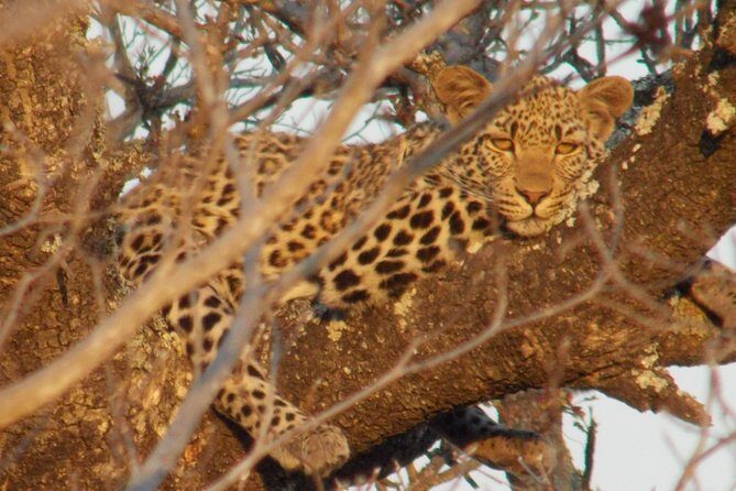 Kruger National Park - Private Sunrise Half day Safari trip. - The vehicle experience: private open-air comfort for spotting