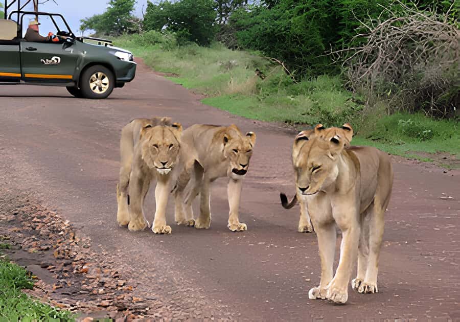 Kruger National Park Safari (Full Day) - Key highlights you’ll feel right away