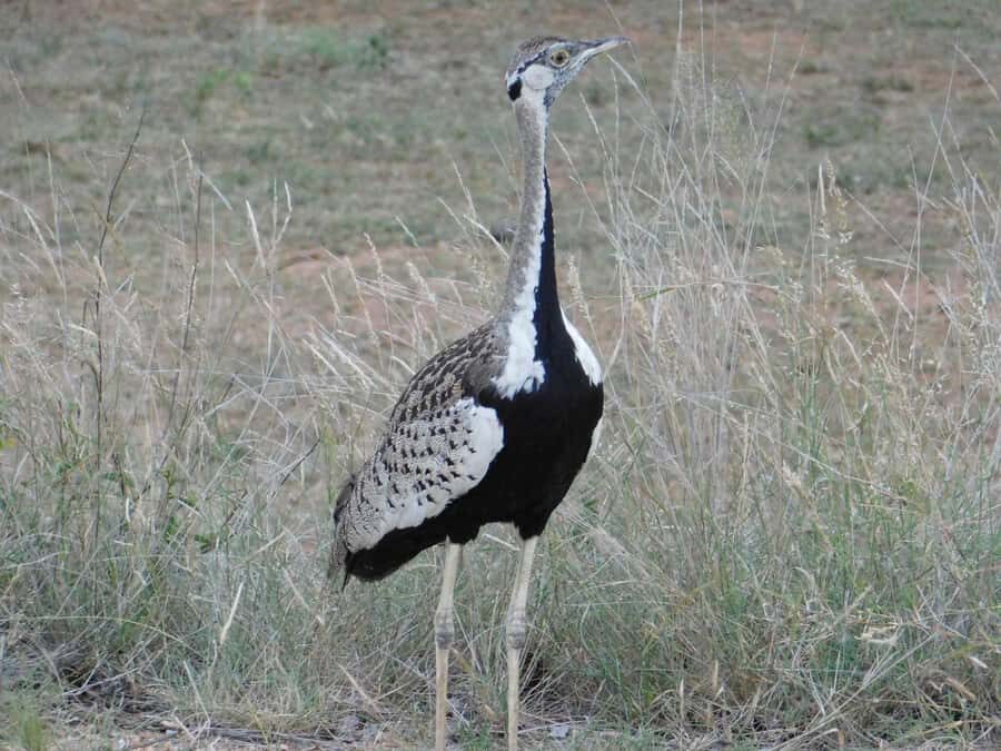 Kruger National Park Safari (Full Day) - Photo time in an open vehicle: your front-row advantage