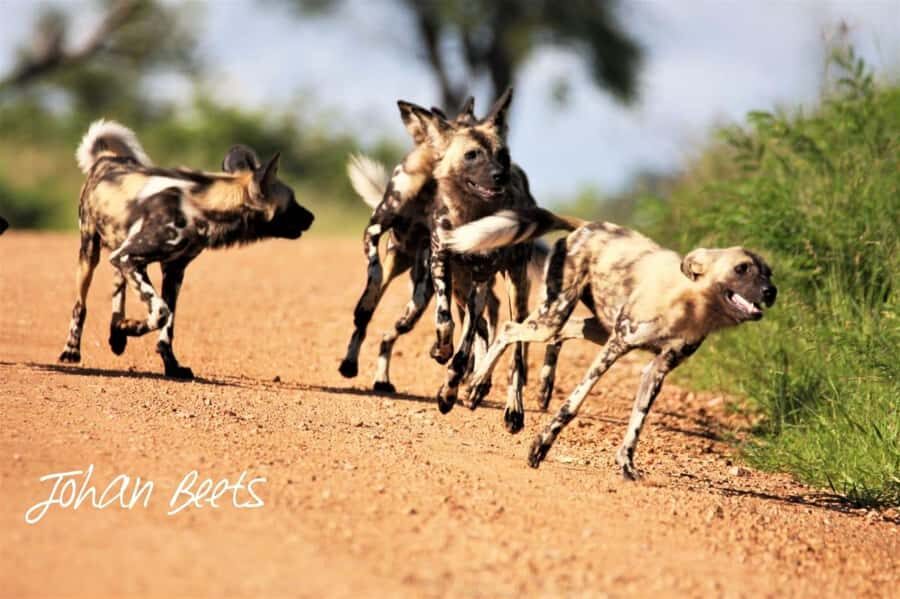 Kruger National Park Safari (Full Day) - Price and value: what $126 covers, and what you’ll need to add