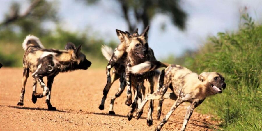 Kruger National Park Safari (Full Day) - What you’ll like most if you love wildlife (and what might not fit)