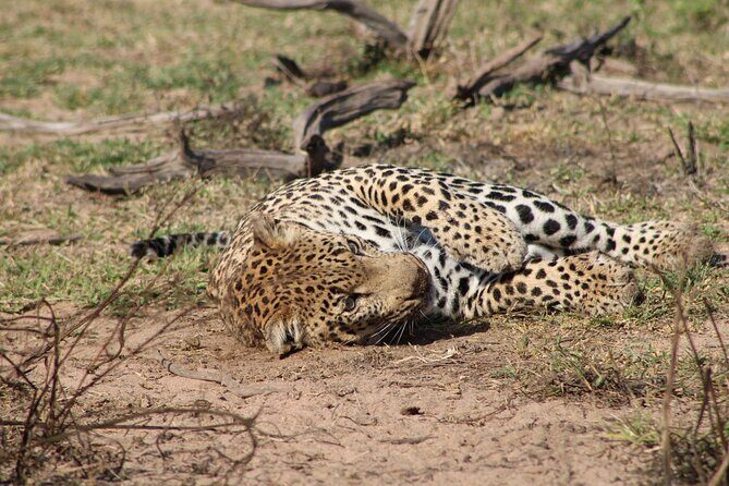 Kruger National Park, Safari Game Drive. - How You Spot the Big Five Without Losing Your Mind