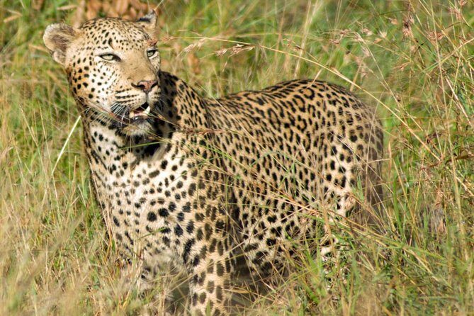 Kruger National Park, Safari Game Drive. - The Guides: Where This Tour’s Reputation Comes From