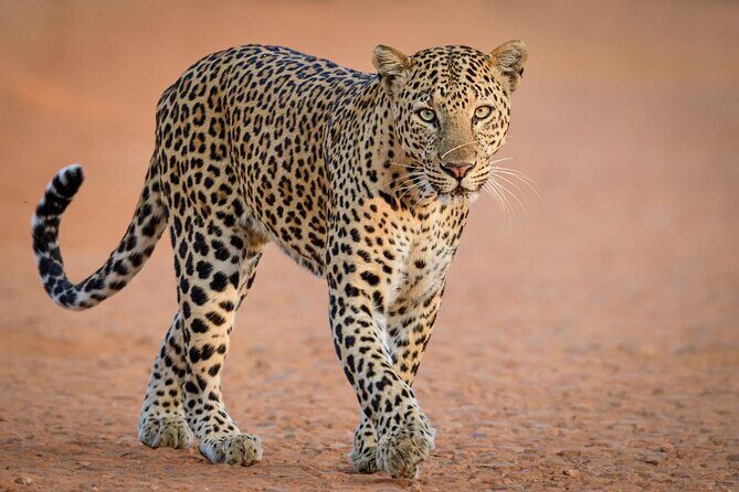 Kruger National Park, Safari Game Drive. - Tickets on Your Phone, Simple Day Flow
