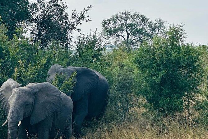Kruger National Park, Safari Game Drive. - Who This Safari Is Best For