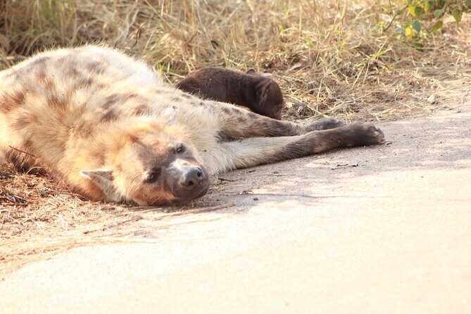 Kruger National Park, Safari Game Drive. - What an 8-Hour Safari Game Drive Really Feels Like