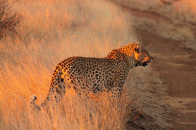 Kruger National Park Sunrise Half-Day Safari Tour - Why the Kruger sunrise window is worth waking up for