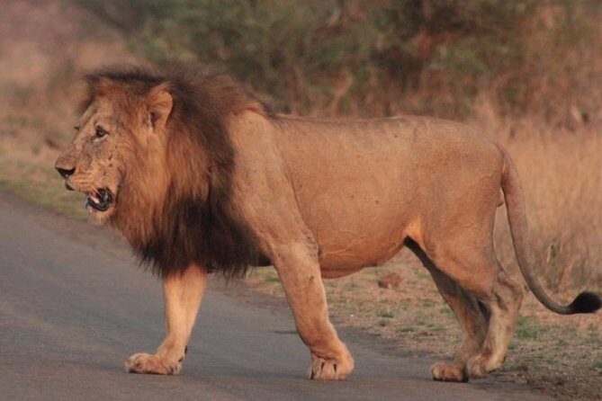 Kruger National Park Sunrise Half-Day Safari Tour - Private vehicle flexibility: fewer crowds, more control