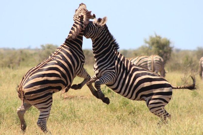 Kruger National Park Sunrise Half-Day Safari Tour - Ranger guide quality: when Andrew’s style makes the bush click