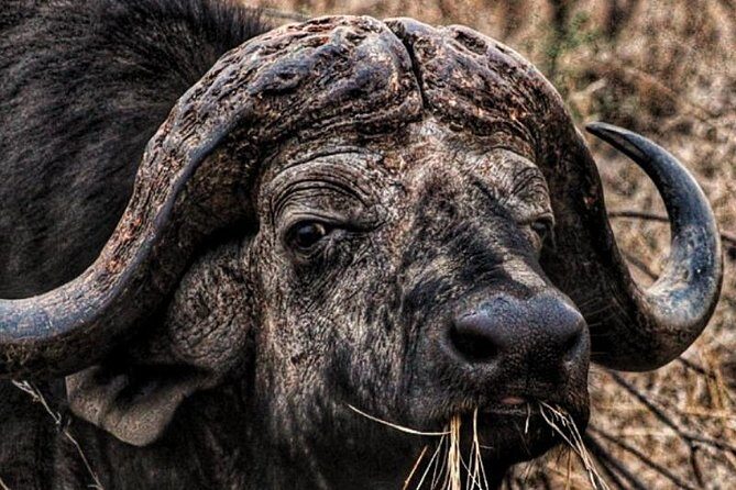 Kruger National Park Sunrise Half-Day Safari Tour - Who this sunrise safari is best for