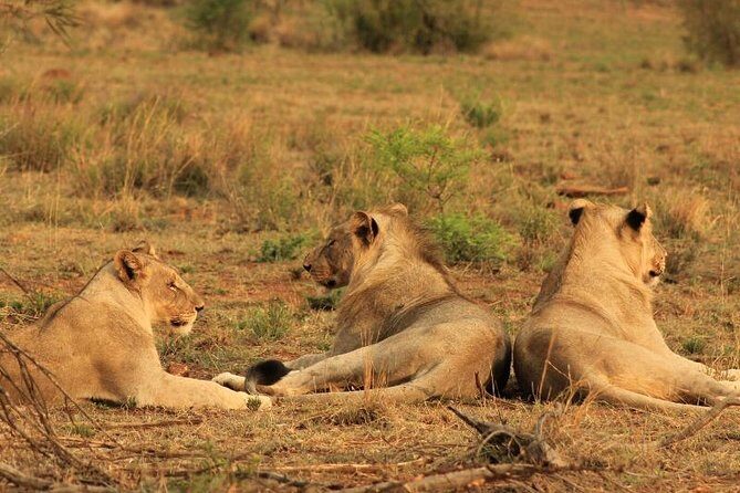 Kruger National Park Sunrise Half-Day Safari Tour - The real flow of your morning: start times and the 08h00 break