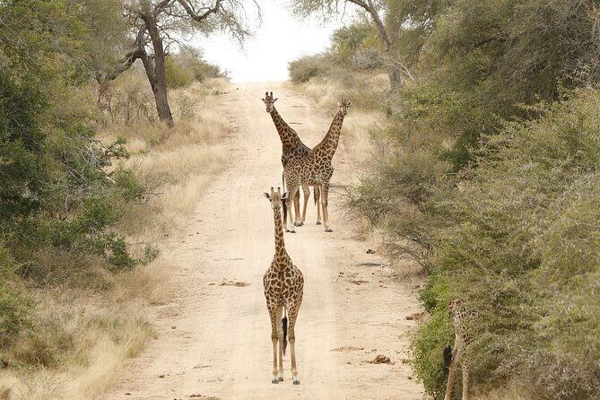 Kruger National Park sunrise Morning Private safari - What you can realistically see on a morning drive