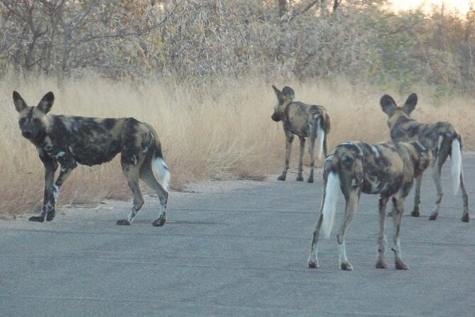Kruger National Park - Sunset Safari trip. - Sunset safari in Kruger: what you actually get for your time