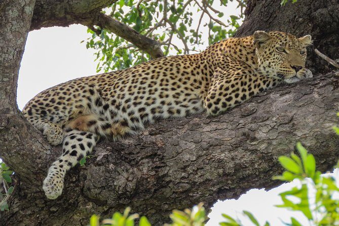 Kruger National Park - Sunset Safari trip. - Stop inside Kruger: your evening drive, your route, and your odds