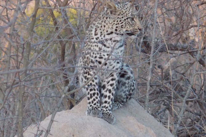 Kruger National Park - Sunset Safari trip. - Your guide can make or break dusk: Rufus and Gerrie examples