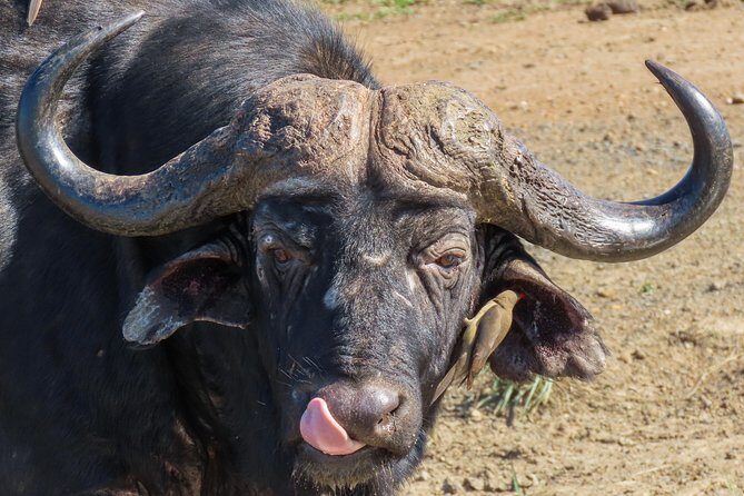 Kruger National Park - Sunset Safari trip. - Included vs not included: what you can count on