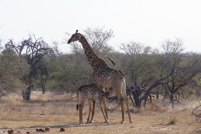 Kruger National Park - Sunset Safari trip. - How to get the most from a sunset drive