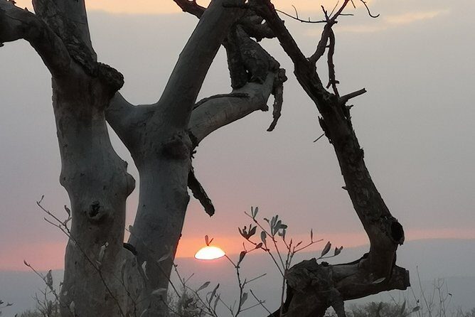 Kruger National Park - Sunset Safari trip. - What sunset changes in wildlife spotting after mid-afternoon
