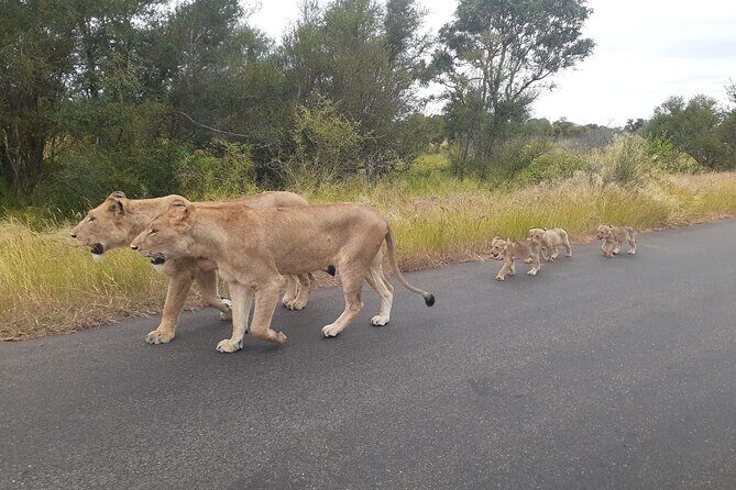 Kruger national park tour 4-days/3nights(Open safari truck) - Key Highlights You’ll Care About