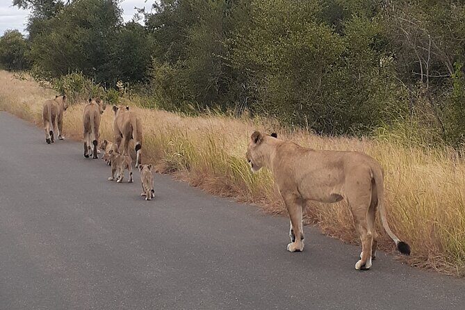 Kruger national park tour 4-days/3nights(Open safari truck) - 4 Days, 3 Nights: The Real Rhythm From Pretoria