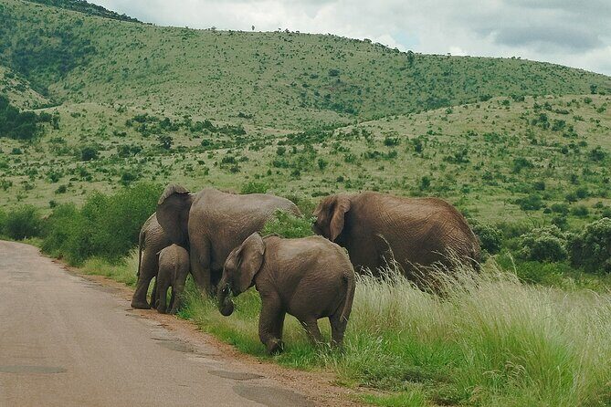 Kruger national park tour 4-days/3nights(Open safari truck) - Price and Value: What $1,023.40 Covers (and What It Doesn’t)