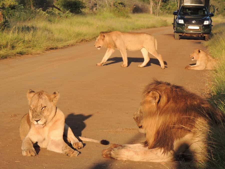 Kruger National Park: Wildlife-Watching Safari - Key highlights at a glance