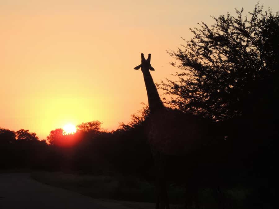 Kruger National Park: Wildlife-Watching Safari - Who this safari is best for