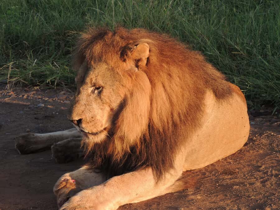 Kruger National Park: Wildlife-Watching Safari - Kruger at first light: why this timing actually matters