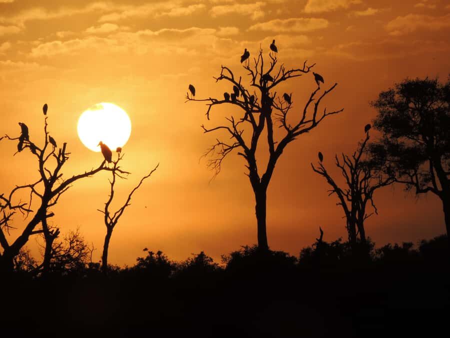 Kruger National Park: Wildlife-Watching Safari - The guide factor: explanations that change what you see