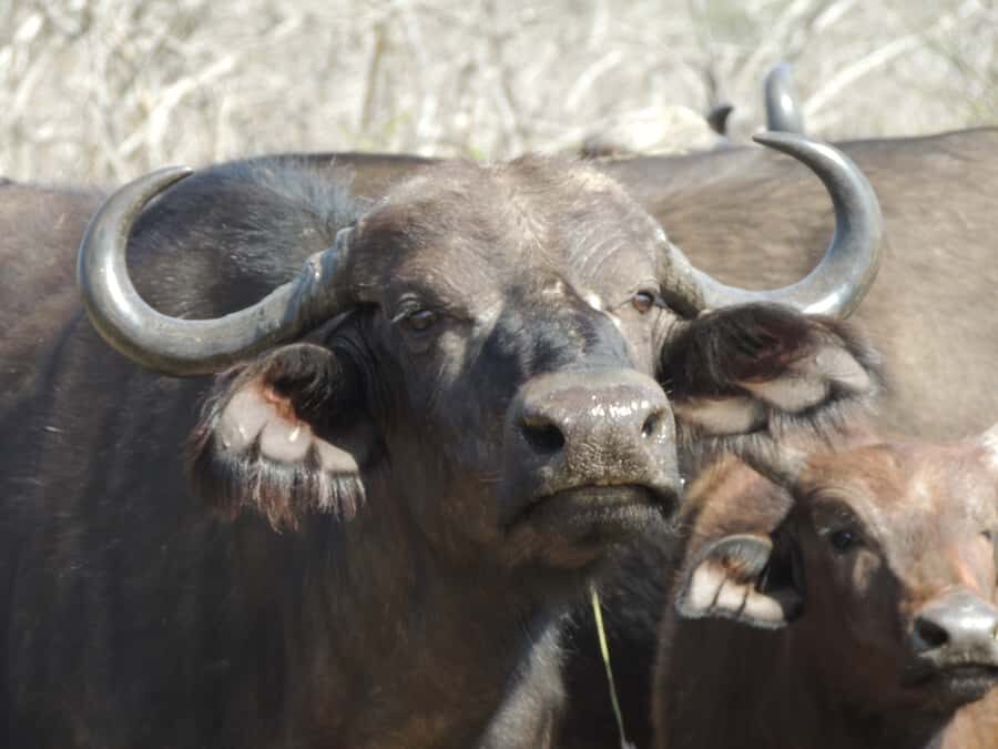 Kruger National Park: Wildlife-Watching Safari - Wildlife watching from an open vehicle: comfort, photos, and easier spotting
