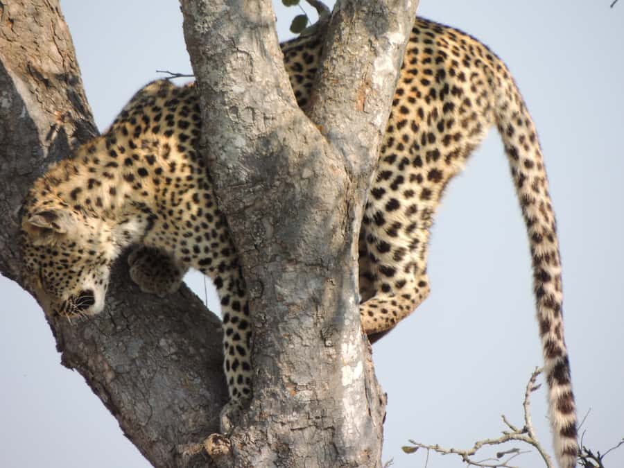 Kruger National Park: Wildlife-Watching Safari - Big Five chances: what high possibility really means